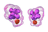 Ehrlichia bacteria morula within macrophages, illustration