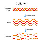 Collagen structure, illustration