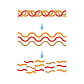 Collagen structure, illustration