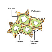 Collenchyma structure, illustration