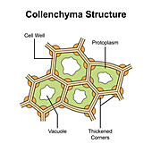 Collenchyma structure, illustration