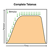 Complete tetanus muscle contraction, illustration