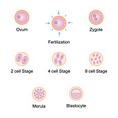 Embryo development, illustration