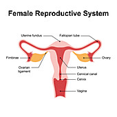 Female reproductive system, illustration