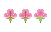 Flowers types, illustration