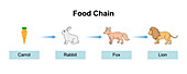 Food chain, illustration