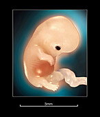 Human foetus at 2 weeks