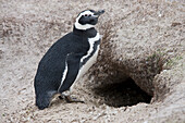 Magellanic penguin at entrance to burrow