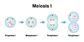 Meiosis phases, illustration