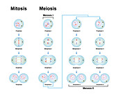 Meiosis and mitosis phases, illustration