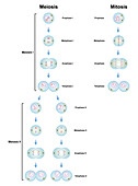 Meiosis and mitosis phases, illustration