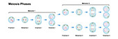 Meiosis phases, illustration