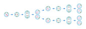 Meiosis phases, illustration