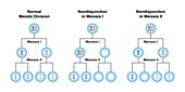 Nondisjunction in meiosis, illustration