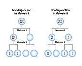 Nondisjunction in meiosis, illustration