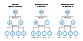 Nondisjunction in meiosis, illustration