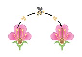 Pollination mechanism, illustration