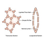 Sclerenchyma structure, illustration