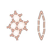 Sclerenchyma structure, illustration