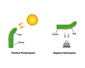 Growth in a plant shoot, illustration