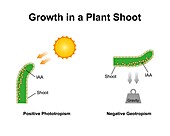 Growth in a plant shoot, illustration