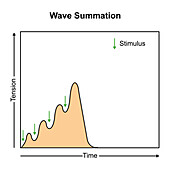 Wave summation, illustration