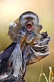 Vervet monkey calling