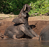 African bush elephant taking mud bath