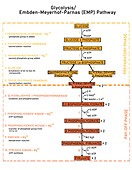 Glycolysis, illustration