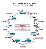 Krebs cycle , illustration