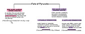 Fate of pyruvate after glycolysis, illustration
