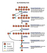 Glycogenolysis, illustration
