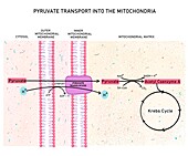 Transport of pyruvate into mitochondria, illustration
