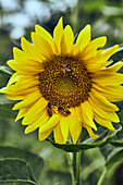 Bees collecting pollen on a sunflower (Helianthus annuus)