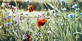 Sommerwiese mit Kornblumen (Centaurea cyanus) und Klatschmohn (Papaver rhoeas)