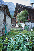 Gemüsegarten zwischen traditionellen Holzhäusern in Canza, Val Formazza, Provinz Verbano-Cusio-Ossola, Region Piemont, Italien