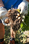 Frühkartoffeln ernten