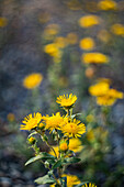 Huflattich (Tussilago farfara)