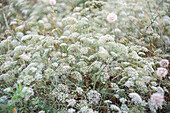 Wilde Schleierkraut-Blüten (Gypsophila paniculata) im Sommer