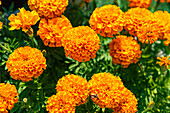 Yellow marigolds (Tagetes) in the bed