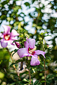 Garden marshmallow (Hibiscus syriacus) in the summer garden