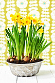 Daffodils (Narcissus) in a cake tin against a patterned background