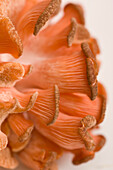 Extreme close up of a pink oyster mushroom