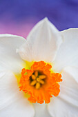 Detail of a narcissus flower, Narcissus Geranium Tazetta