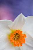 Detail einer Narzissenblüte, Narcissus Geranium Tazetta