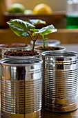 Recyclable tin cans with bean seedlings