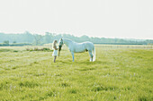 Young Woman Feeding Horse in Paddock