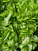 View from above close up vibrant green butter lettuce leaves