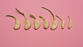 Still life phases of sprouting garlic cloves in a row on pink background