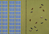 Aerial view from above fence separating cows grazing in field and solar panels